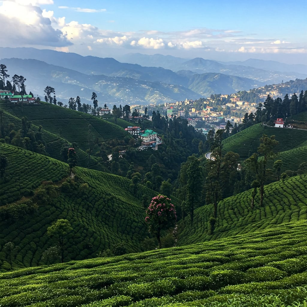 Darjeeling tea gardens rolling over the hills, with the town and Himalayan foothills behind